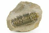 Detailed Crotalocephalina Trilobite - Atchana, Morocco #359542-2